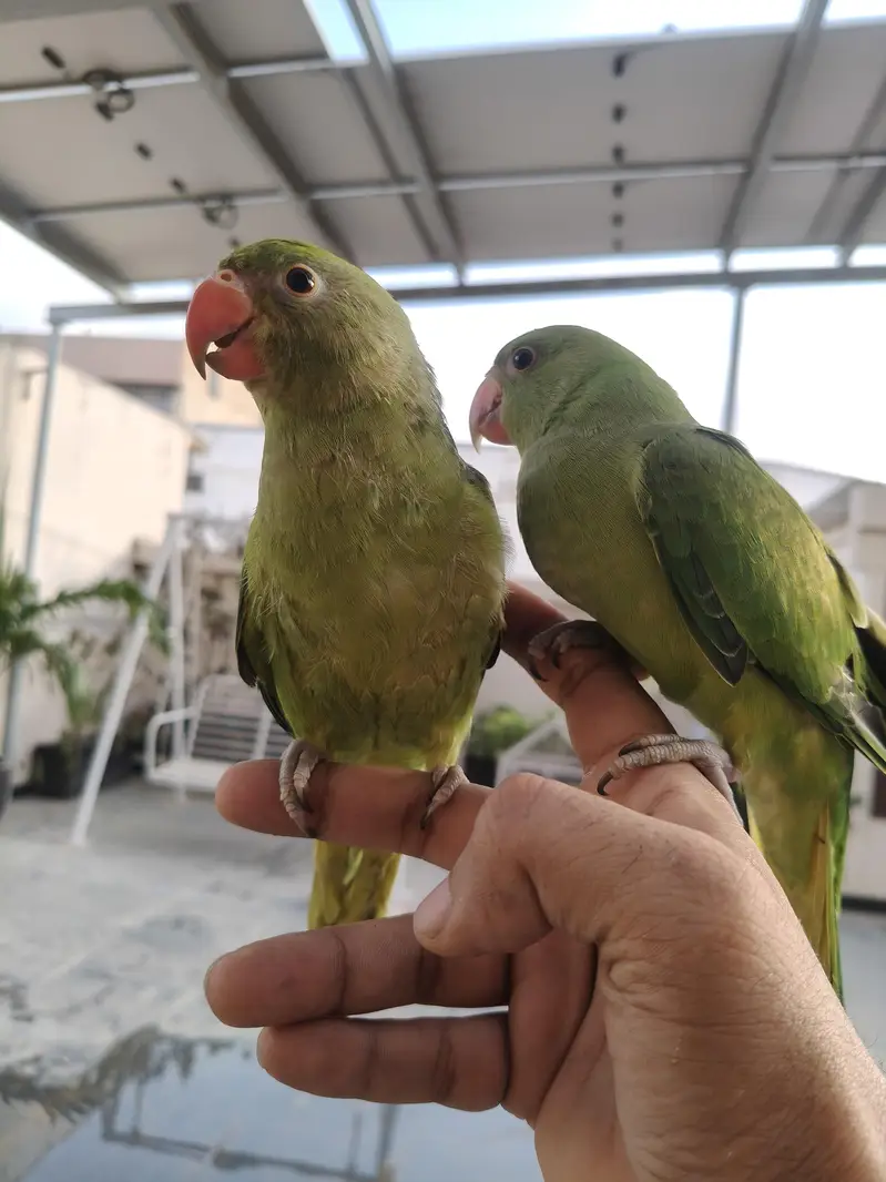 Ringneck parrot for sale healthy and active — photo 2