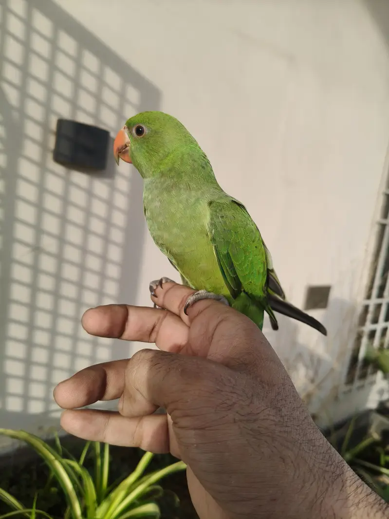 Ringneck parrot for sale healthy and active — photo 3