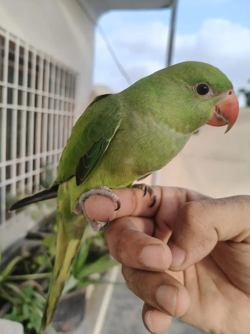 Ringneck parrot for sale healthy and active — photo 4