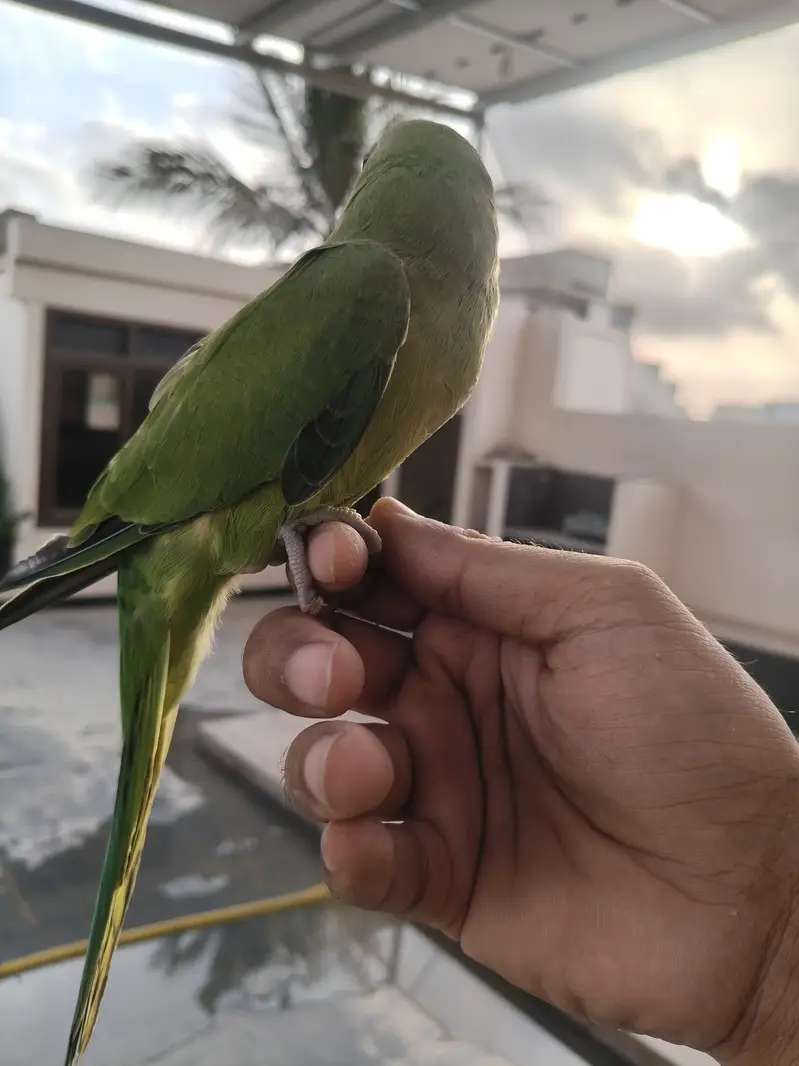 Ringneck parrot for sale healthy and active — photo 5