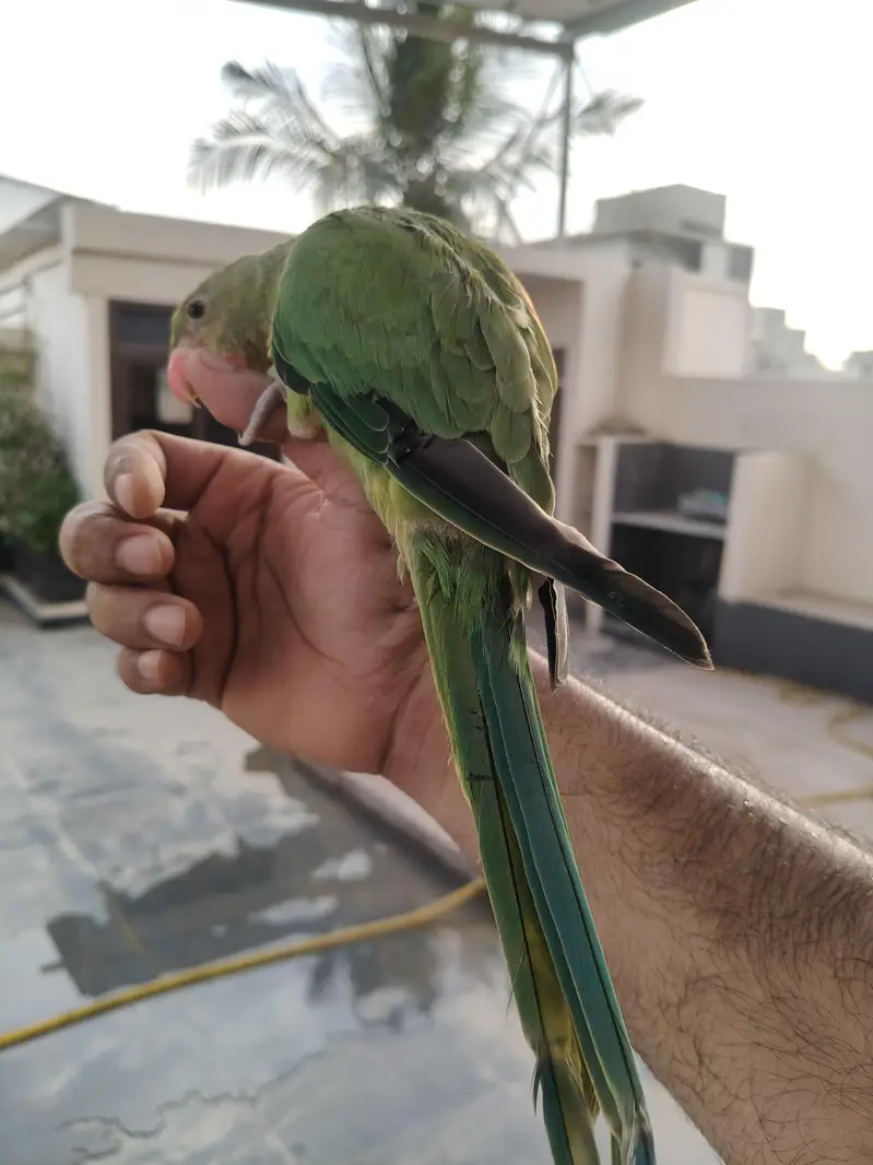 Ringneck parrot for sale healthy and active — photo 6