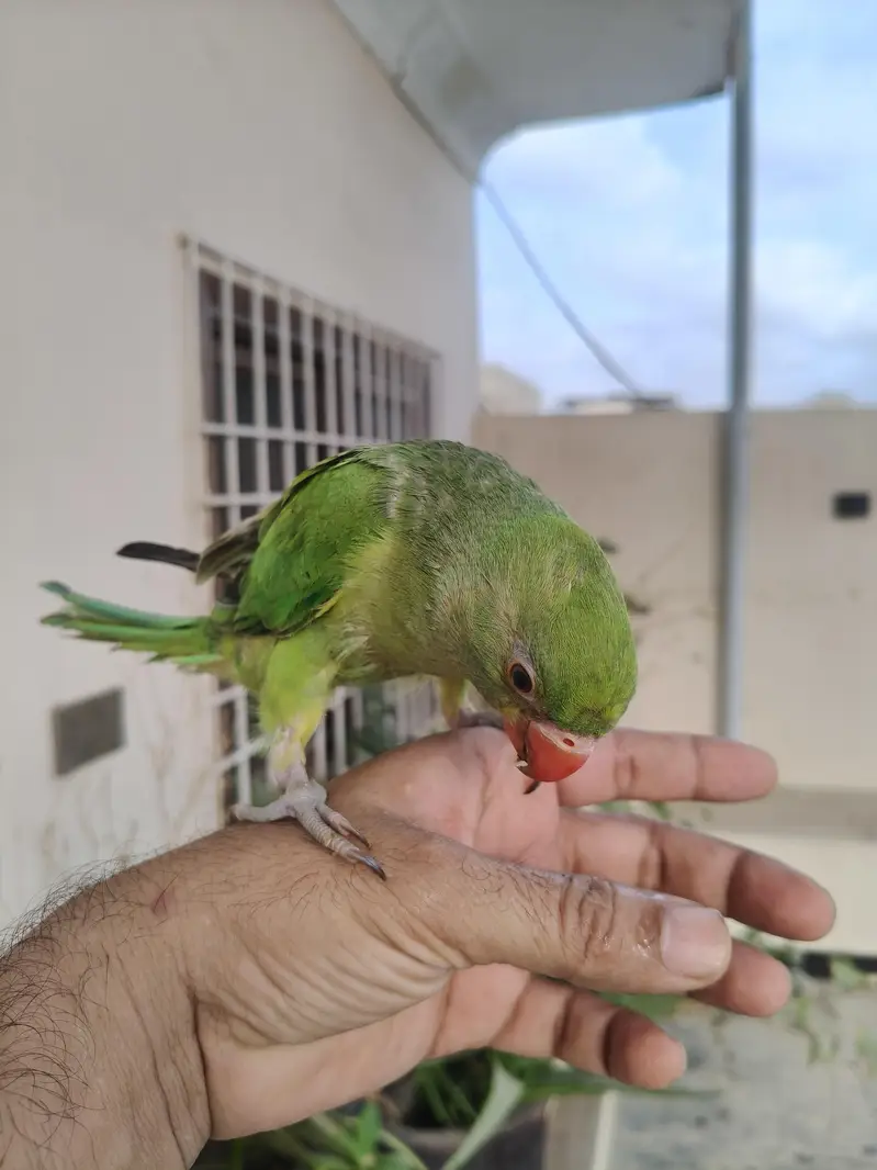 Ringneck parrot for sale healthy and active — photo 7