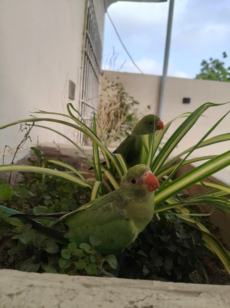 Ringneck parrot for sale healthy and active — photo 8