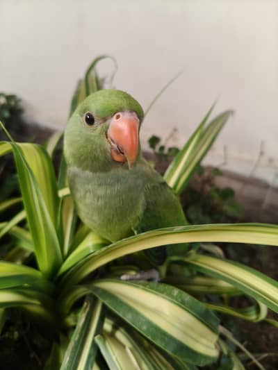 Ringneck parrot for sale healthy and active