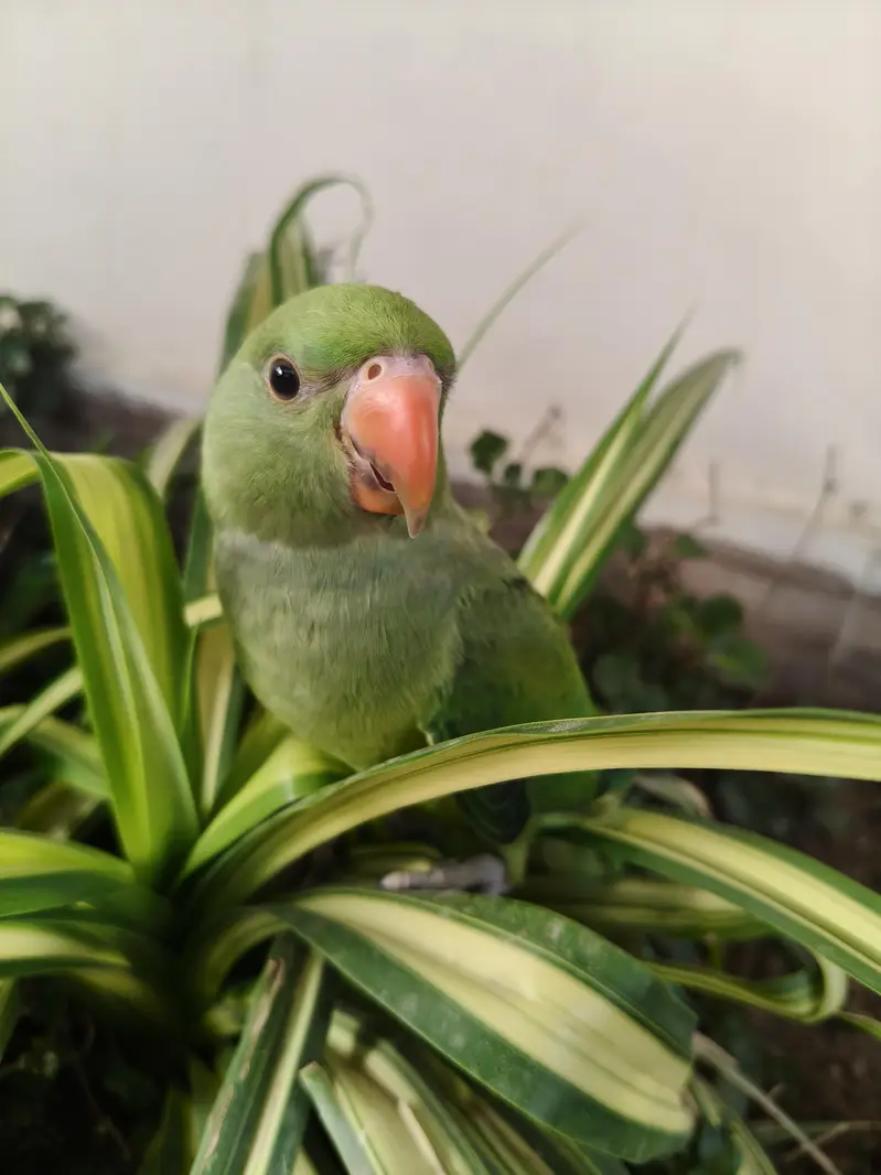 Ringneck parrot for sale healthy and active