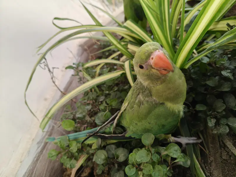 Ringneck parrot for sale healthy and active — photo 10