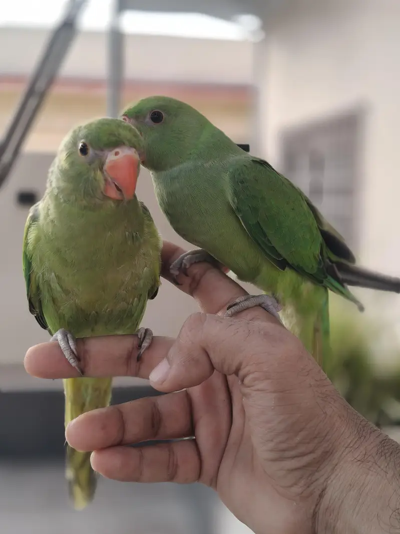 Ringneck parrot for sale healthy and active — photo 11