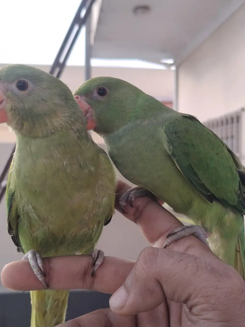 Ringneck parrot for sale healthy and active — photo 12