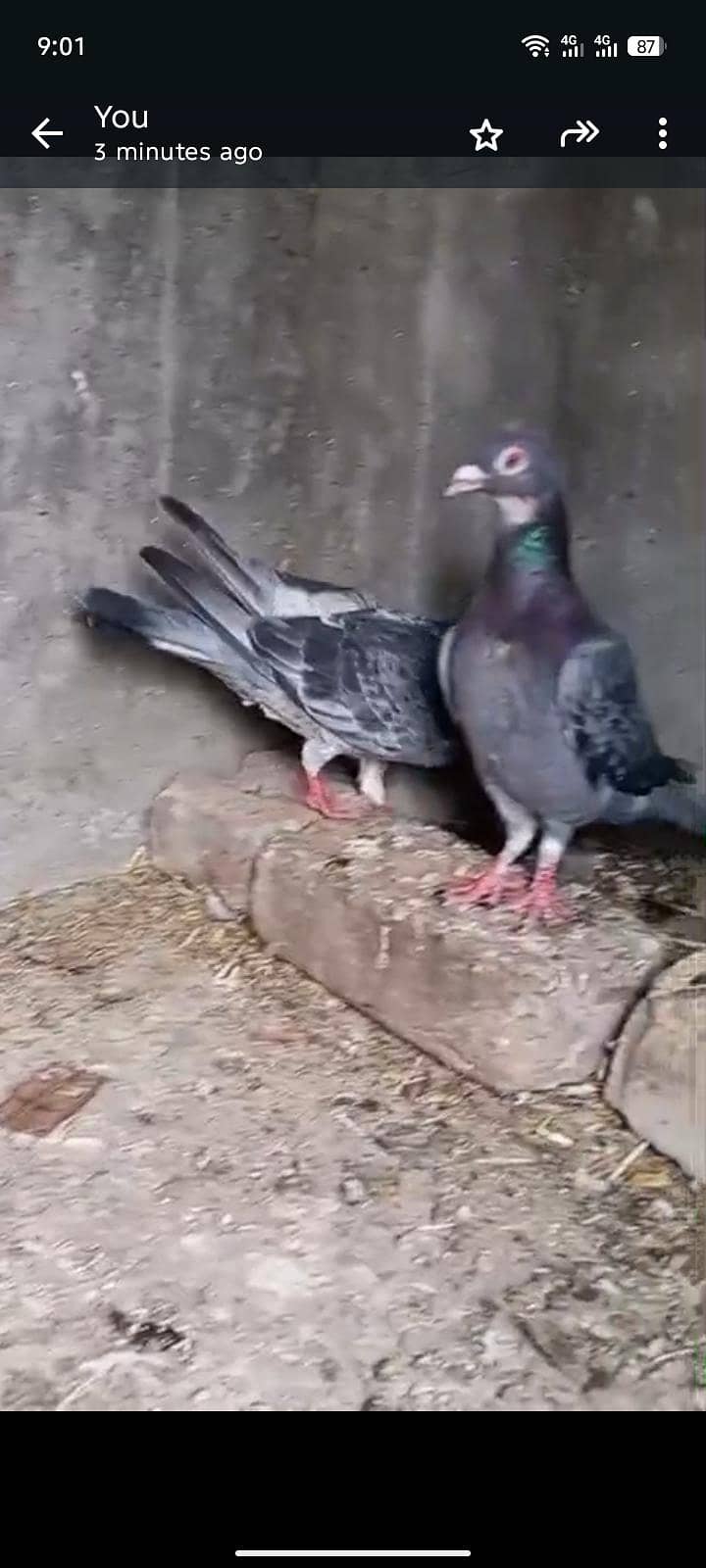 pegion 6
