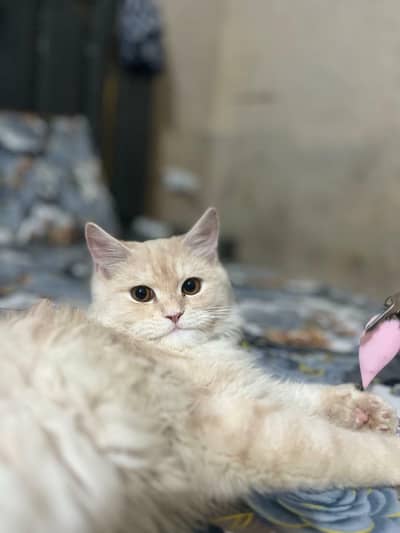 Persian male cat urgent sale
