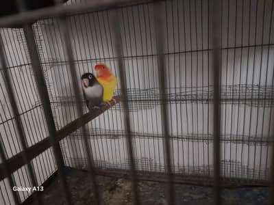 love bird cage