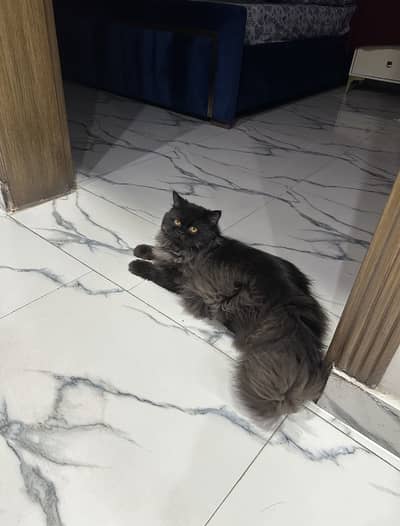 Looking for Temporary Cat Caretaker in Sialkot
