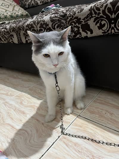 Single coat male cat