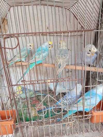 Australian parrot ( rainbow budgies )