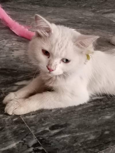 Cat For Sell