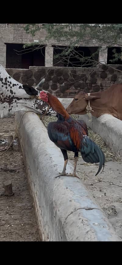 Aseel murga for sale 03198681830 Whatsapp