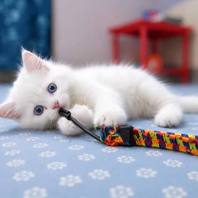 White Persian Female Kitten, Blue eyes Male Female both Available