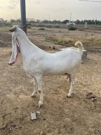 Bakri for Sale