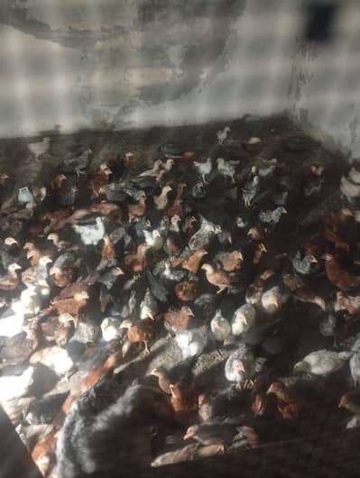 55 day old chicks golden misri