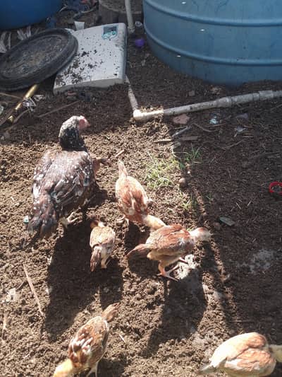 best quality aseel chicks