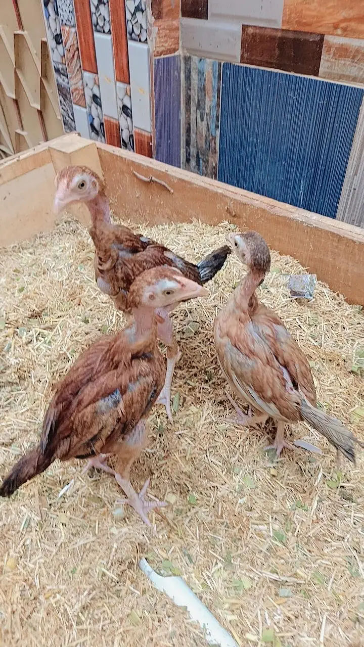 best quality aseel chicks — photo 2