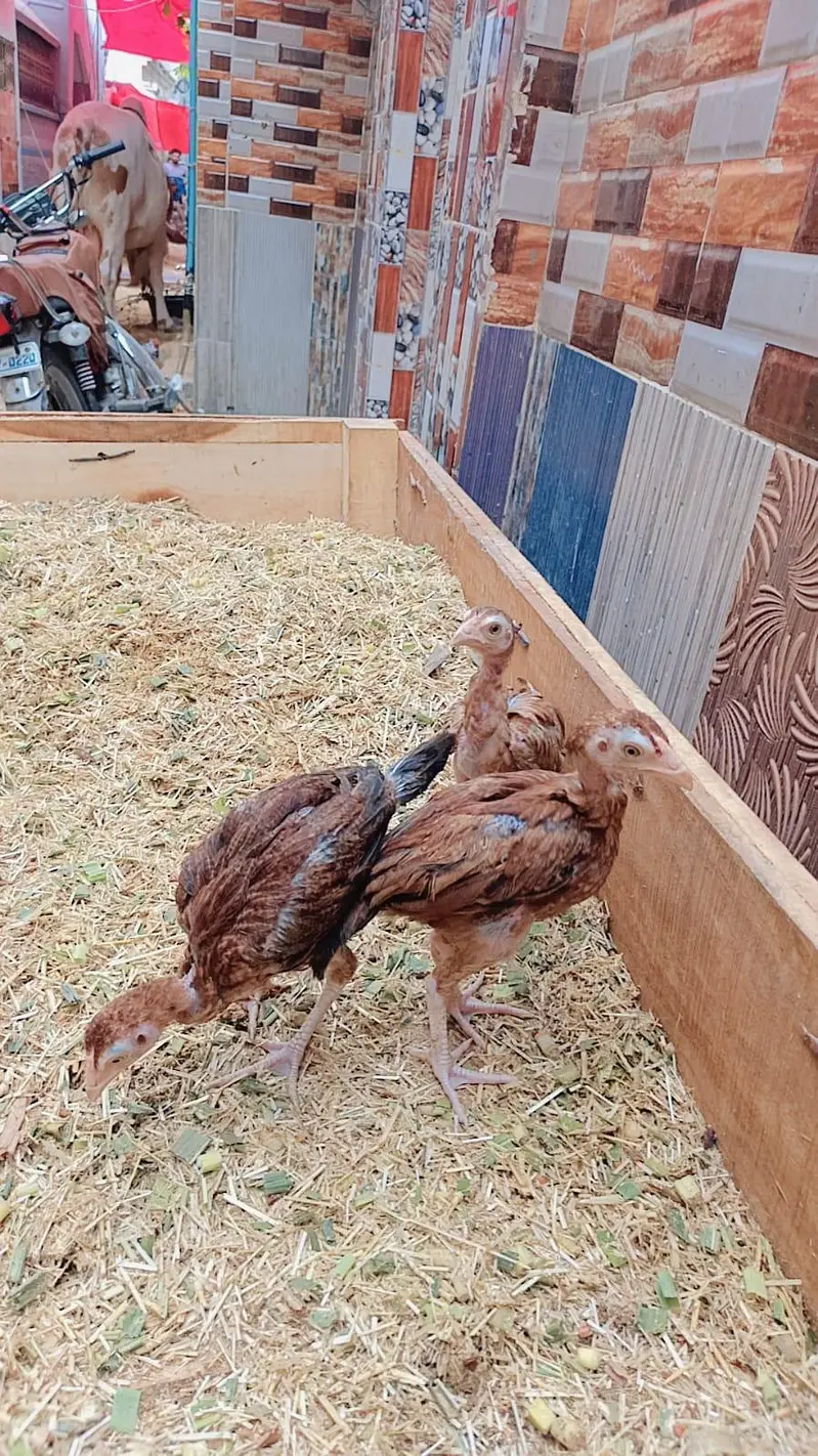 best quality aseel chicks — photo 3