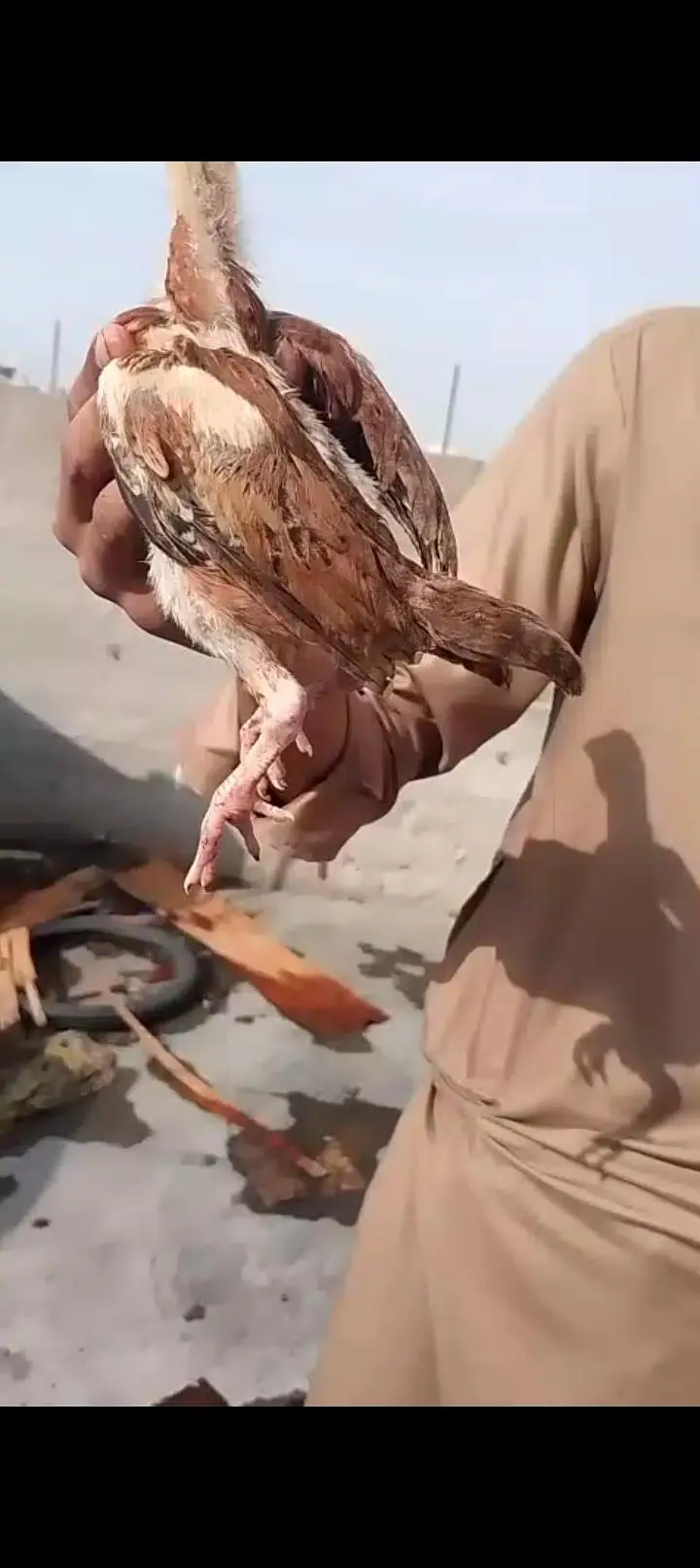 best quality aseel chicks — photo 4