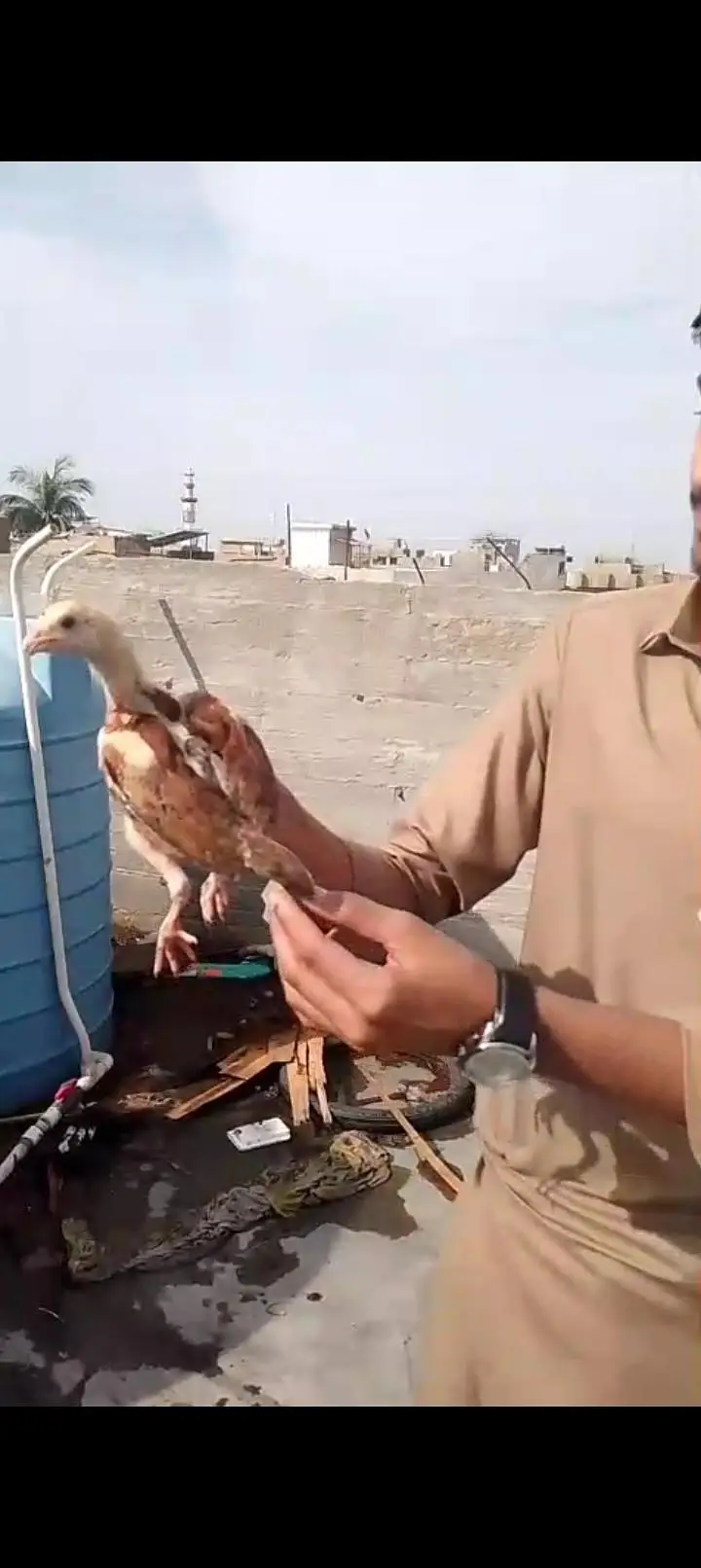 best quality aseel chicks — photo 5
