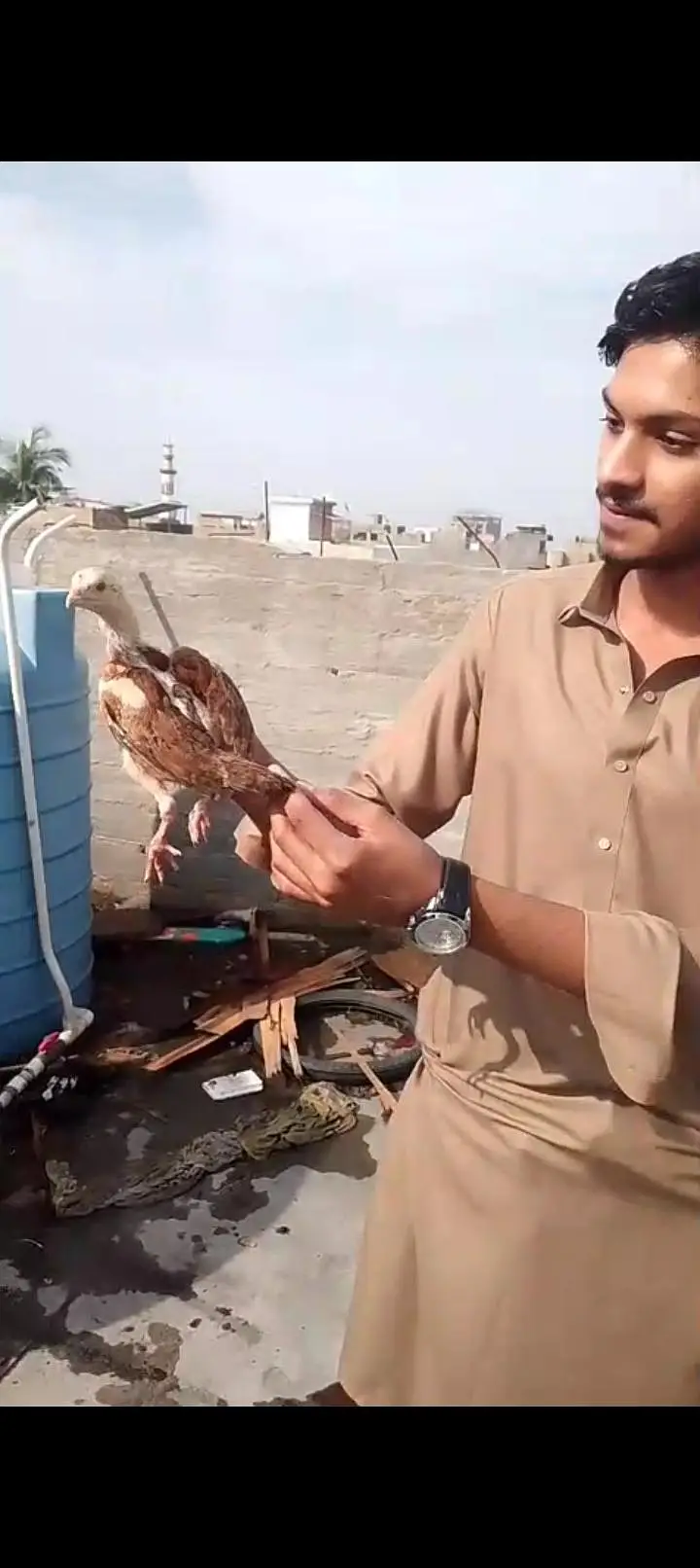 best quality aseel chicks — photo 6