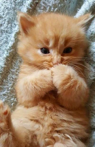 little kitten for sale