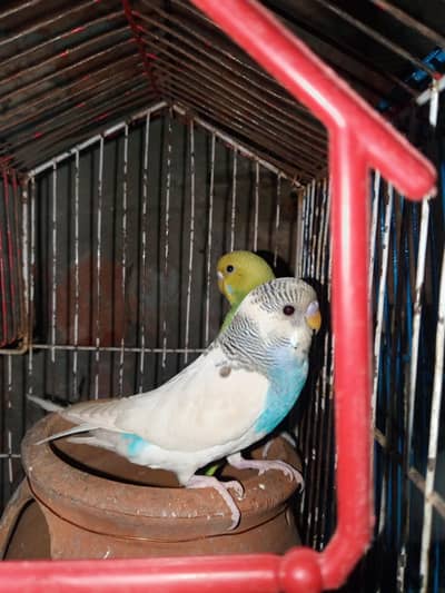 parrot TCb