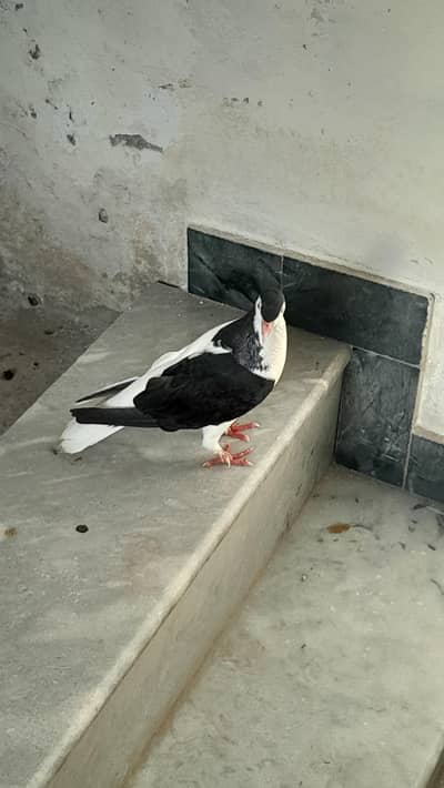 Fancy Bird Sherazi Male for Sale
