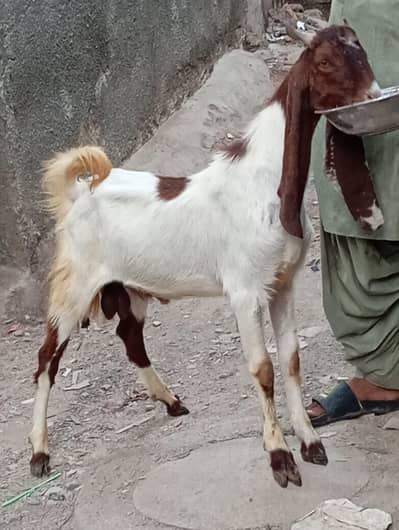 new add kamori Bakra 2 dant bakra andu urgent sale