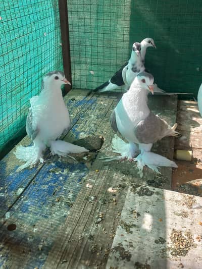silver sherazi pair for sale