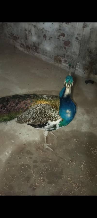 Peacock