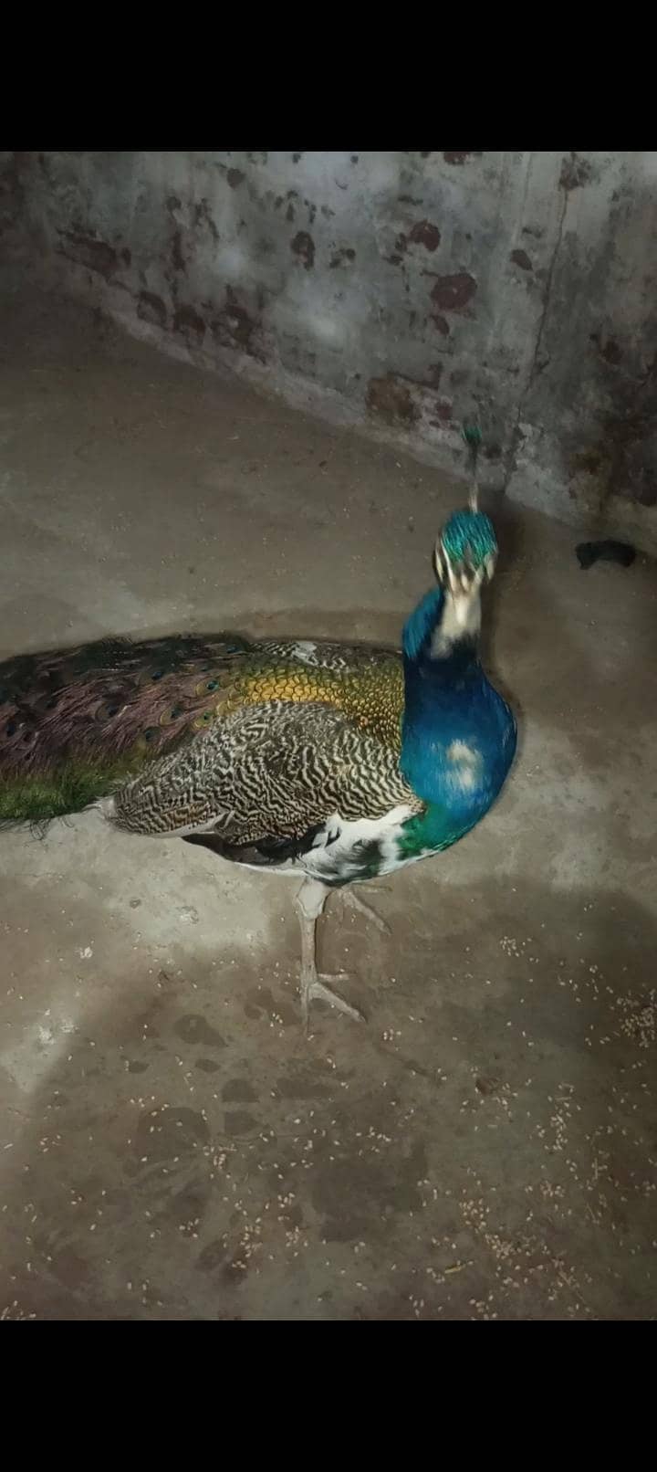 Peacock 0