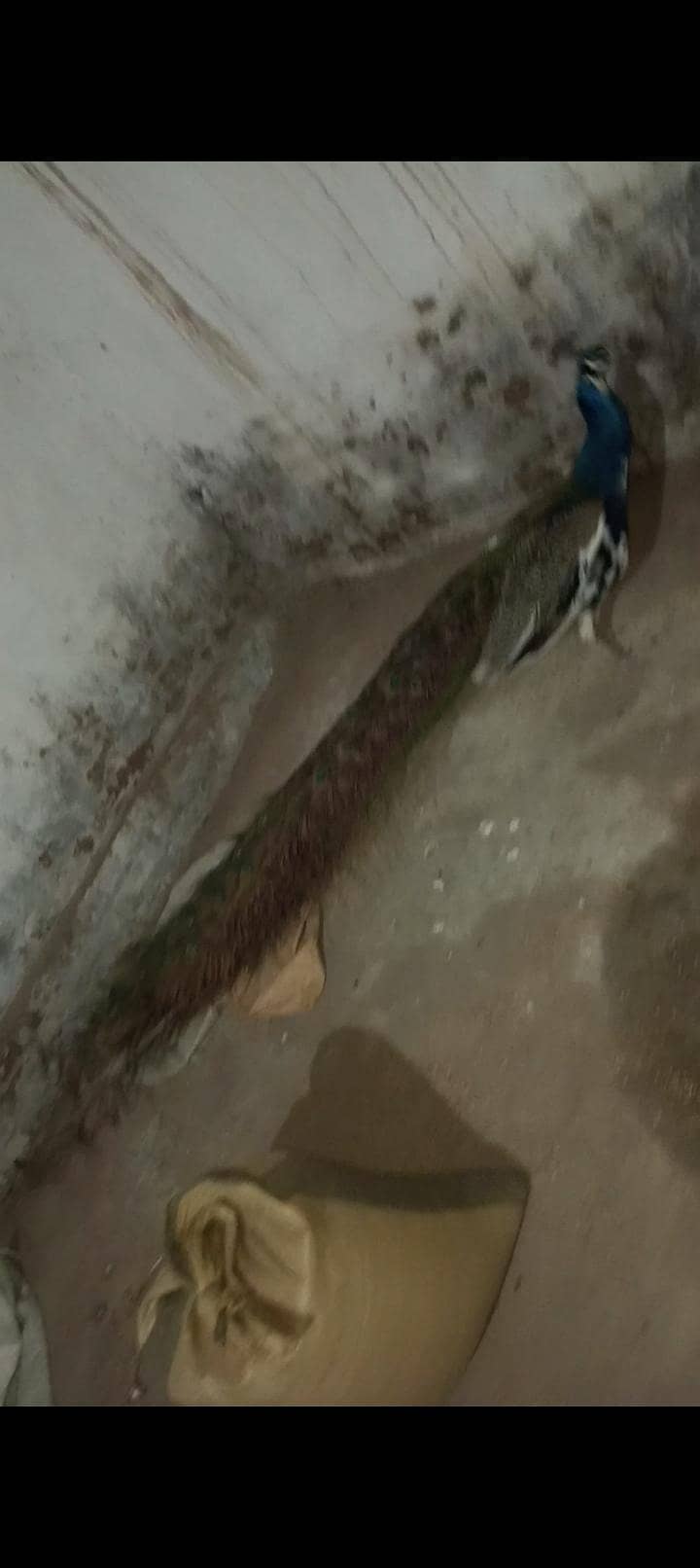 Peacock 1