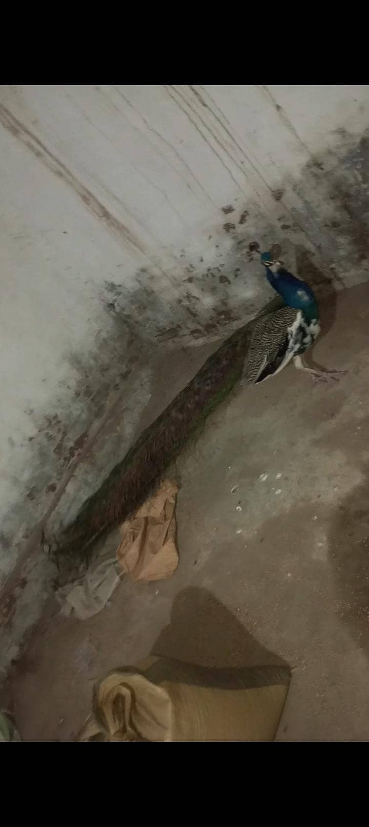 Peacock 2