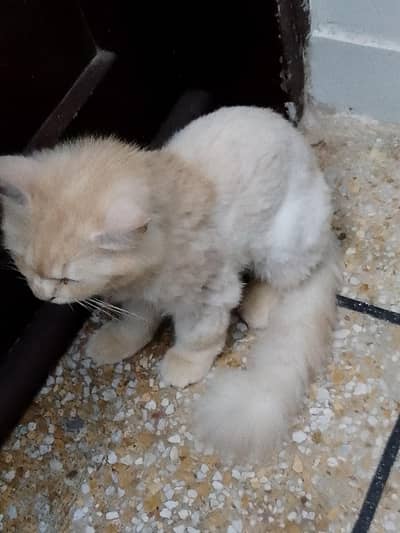 Persian male kitten