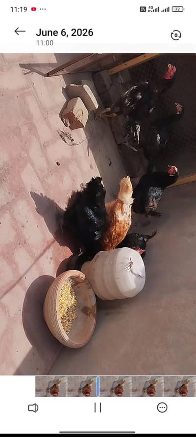 Lohman Murghia Ando ki mavhine for sale