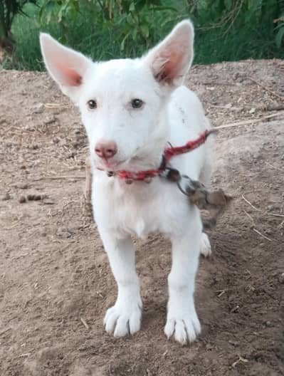 rushian dog pure
