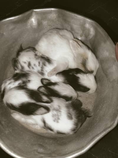 rabbit bunnies