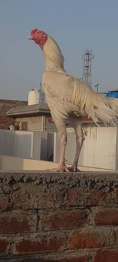 Heera wait pepar long hait
