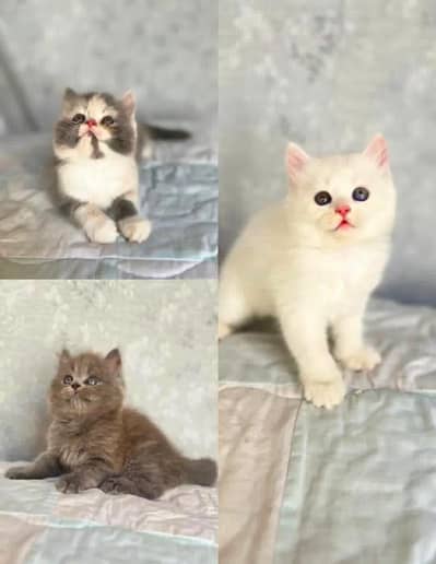 Persian kittens for sale