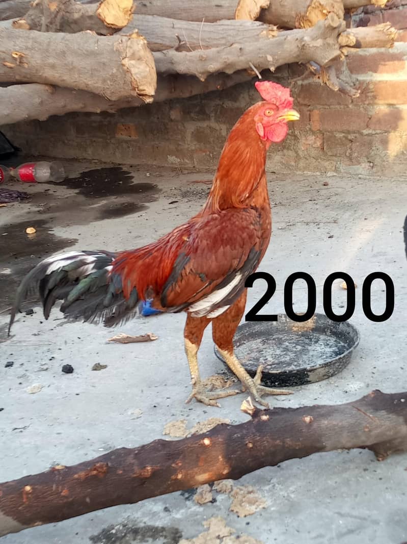 گھر کی پلی دیسی مرغیاں انڈے دے رہی ہیں۔ 4