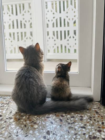Persian Kitten Adorable, Vaccinated, Healthy