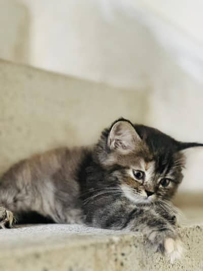 Persian Kitten Adorable, Healthy