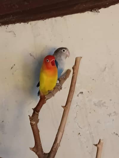 Love bird pair for sale exchange possible with coctail