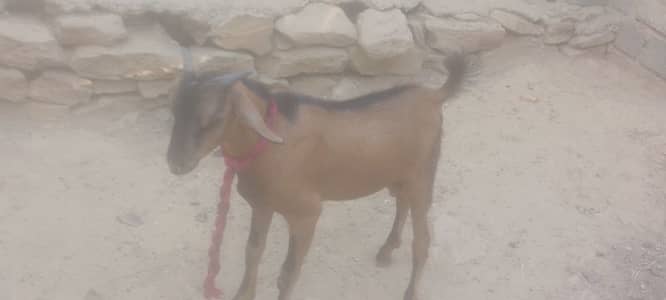 bakra
