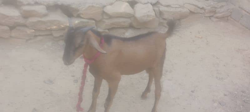 bakra 0